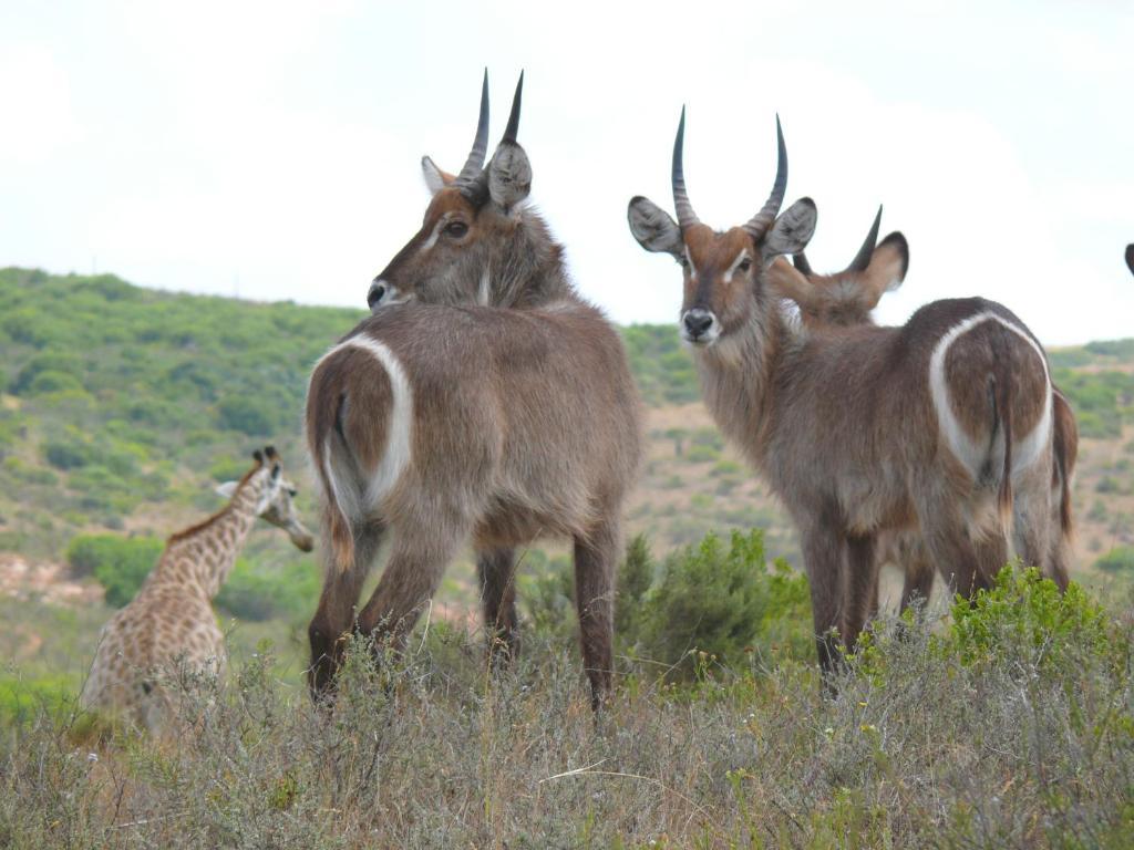 Brandwag Nyaru Game Lodge מראה חיצוני תמונה